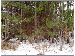 Forested lot before